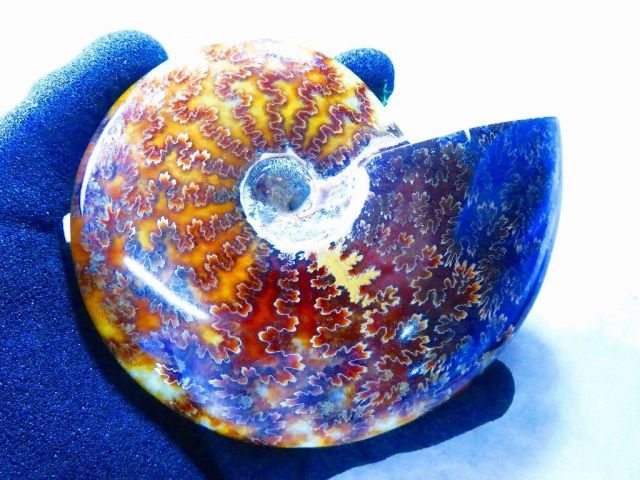 数万個の中の一個☆天然マダガスカル産 ☆ 縫合線オパールアンモナイト