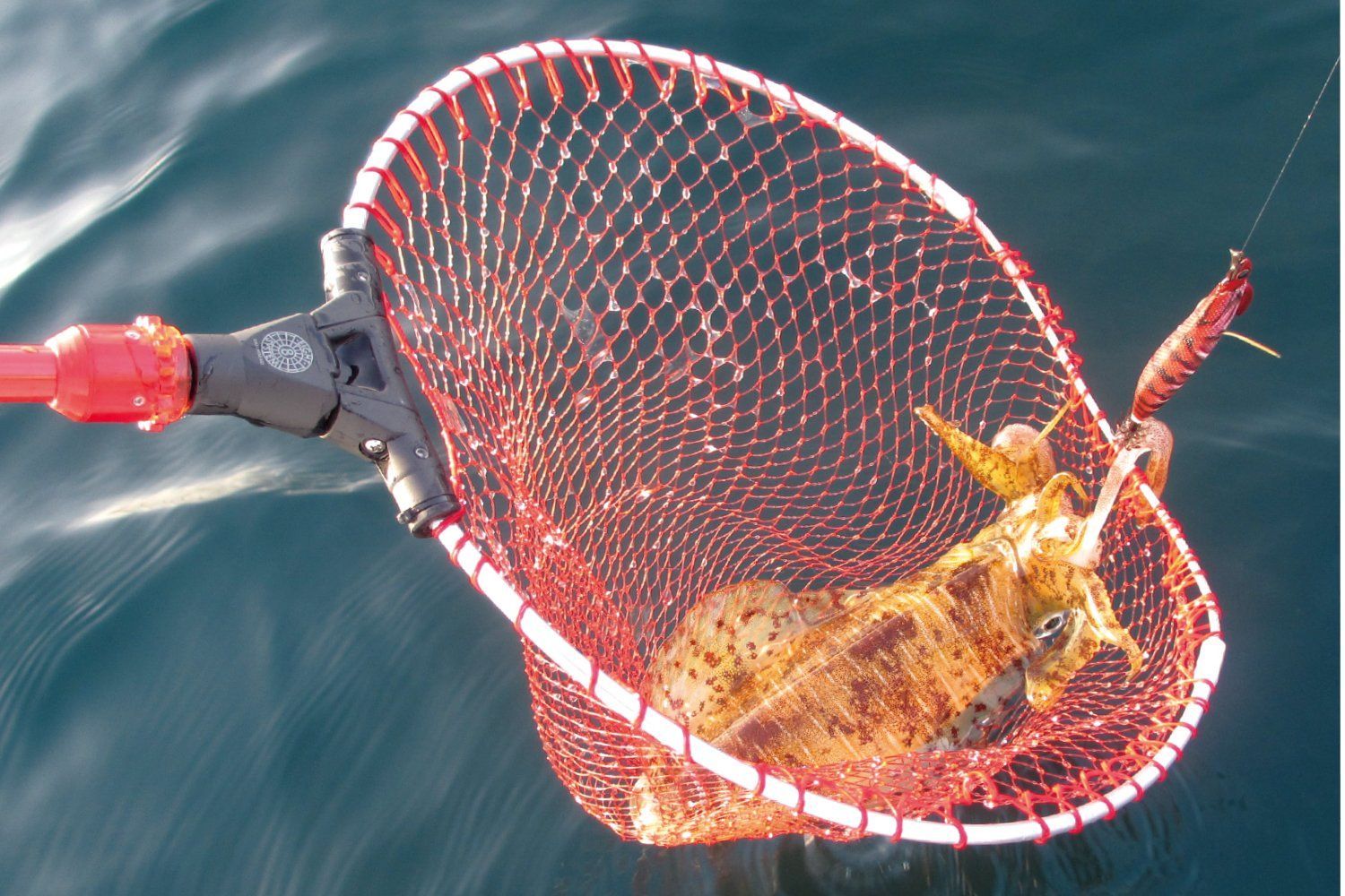 オートキングフレーム