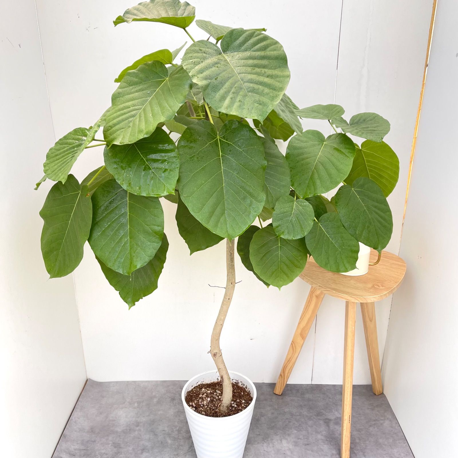 フィカス ウンベラータ 曲がり 18【現品】観葉植物 室内 大型 - メルカリ