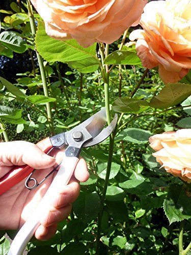 岡恒(Okatsune) 剪定鋏ユニーク 210mm (ブリスター入) No.104p