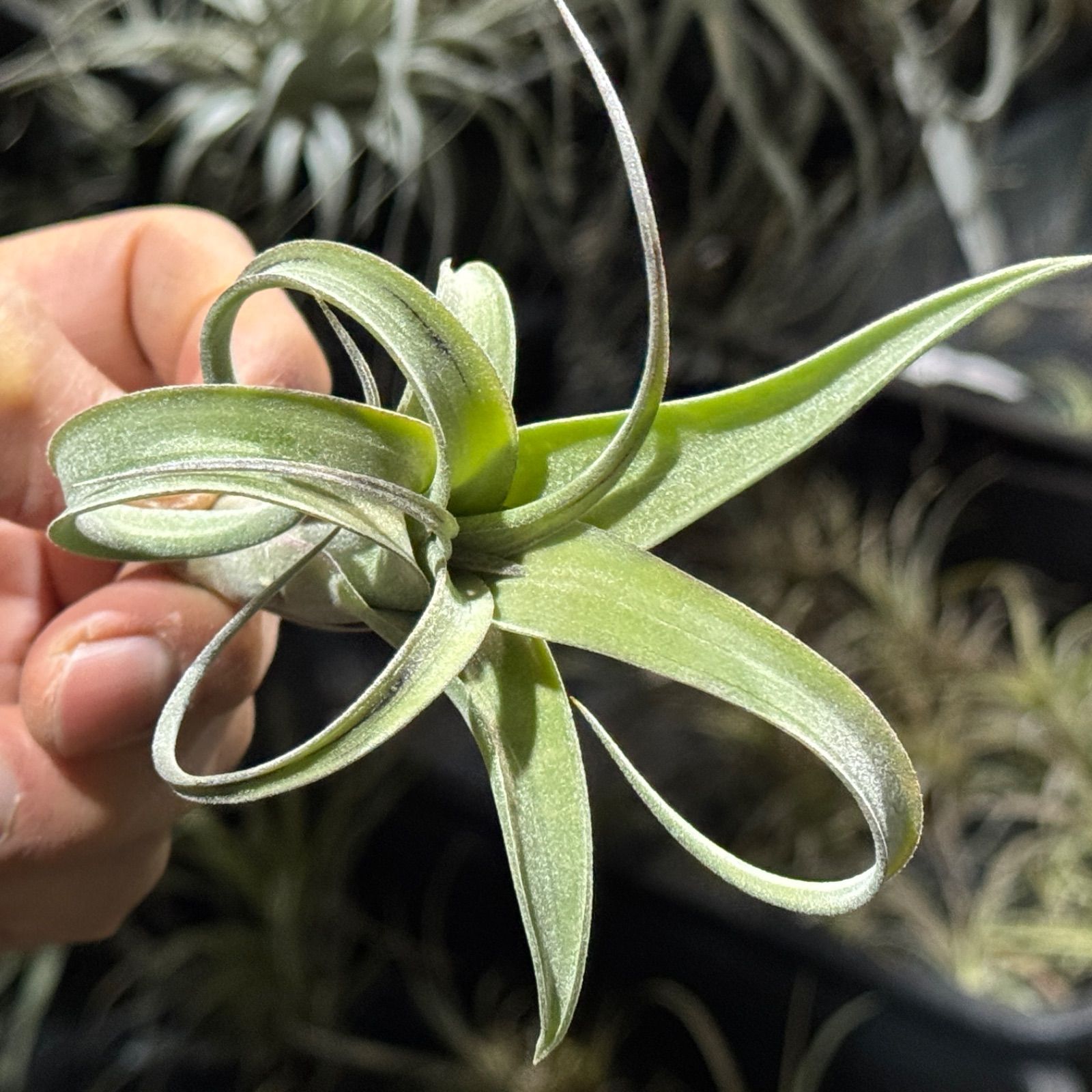 現品＊子株＊乾燥気味でくりんくりんにカ～ル調整可能＊チランジア