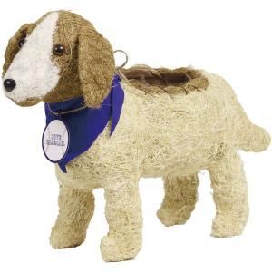 SG Wonder zone シサル コーイケルホンディエ ベル 111-010 入数 5