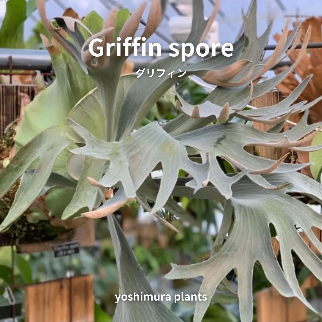 胞子] Griffin spore グリフィン ビカクシダ - メルカリ