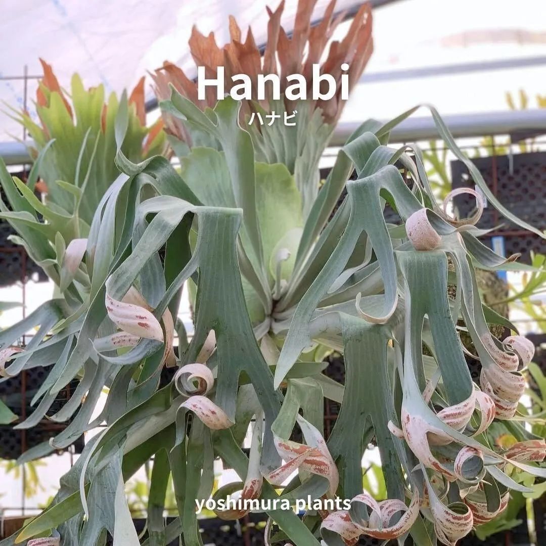 胞子] Hanabi ハナビ ビカクシダ - メルカリ