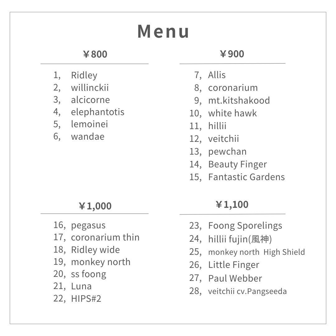 胞子] Shankha シャンカ ビカクシダ - メルカリ