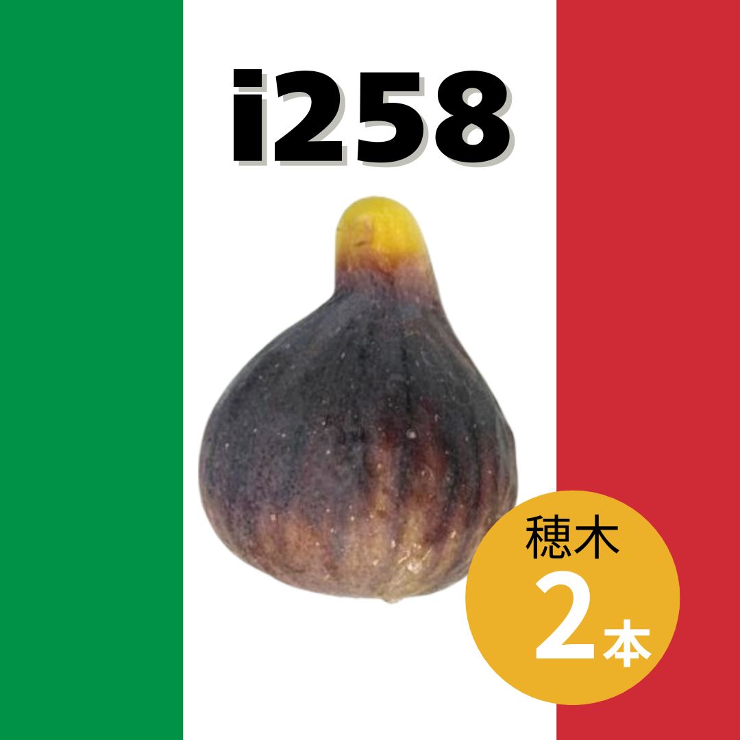 イチジク i258 イタリアン258 穂木 計2本 - メルカリ