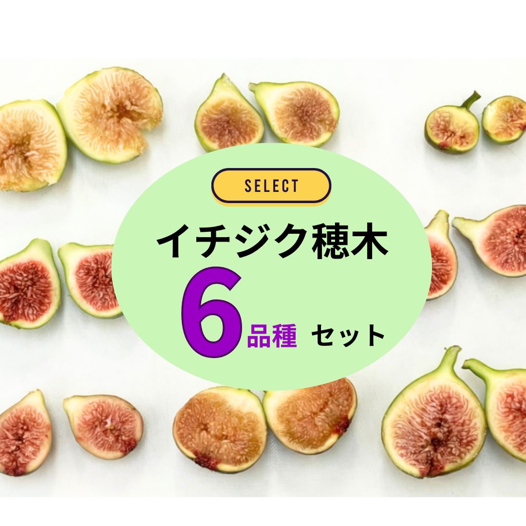 イチジク穂木 6品種セット - メルカリ