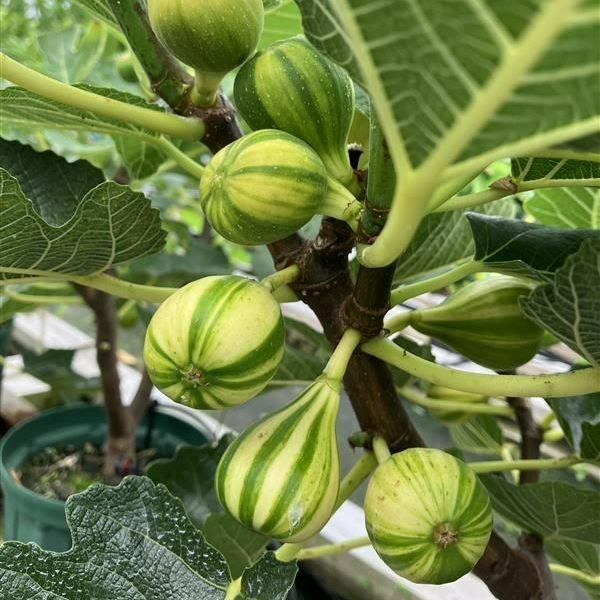 イチジク穂木 6品種セット - メルカリ