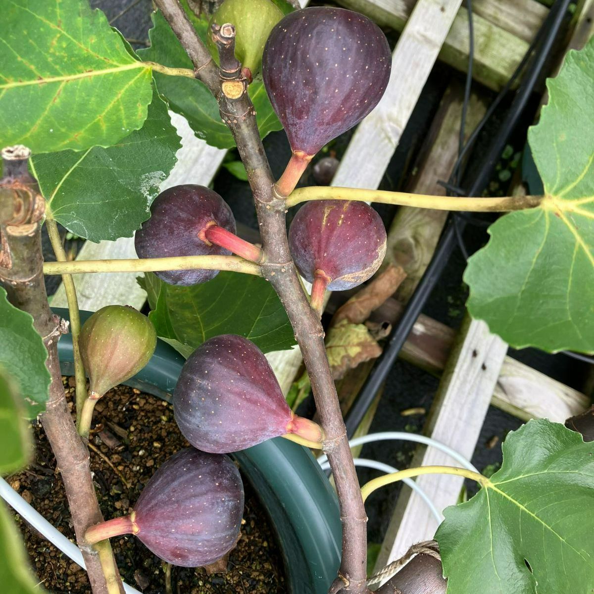 イチジク穂木 6品種セット - メルカリ