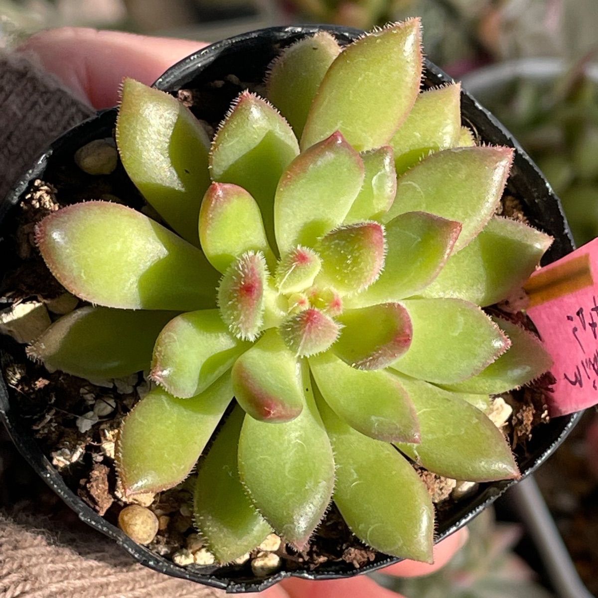 多肉植物♡ファンタジアキャロル❤︎抜き苗(根付き) - メルカリ