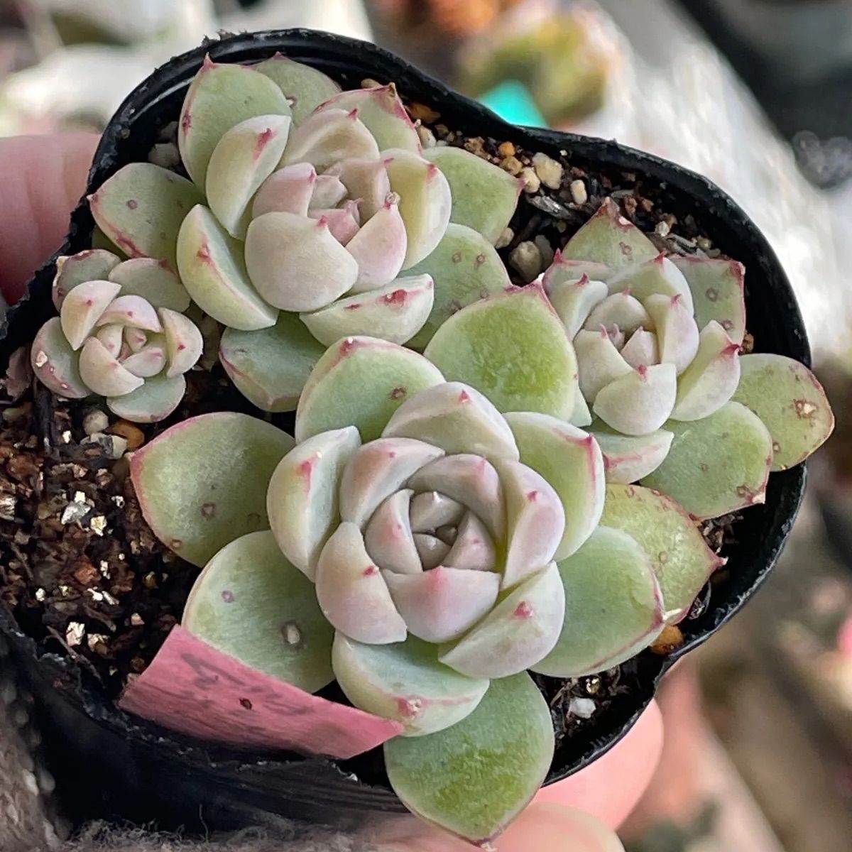 多肉植物♡アルバビューティー❤︎抜き苗(根付き) - メルカリ