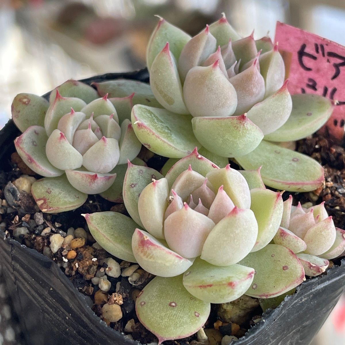 多肉植物♡アルバビューティー❤︎抜き苗(根付き) - メルカリ