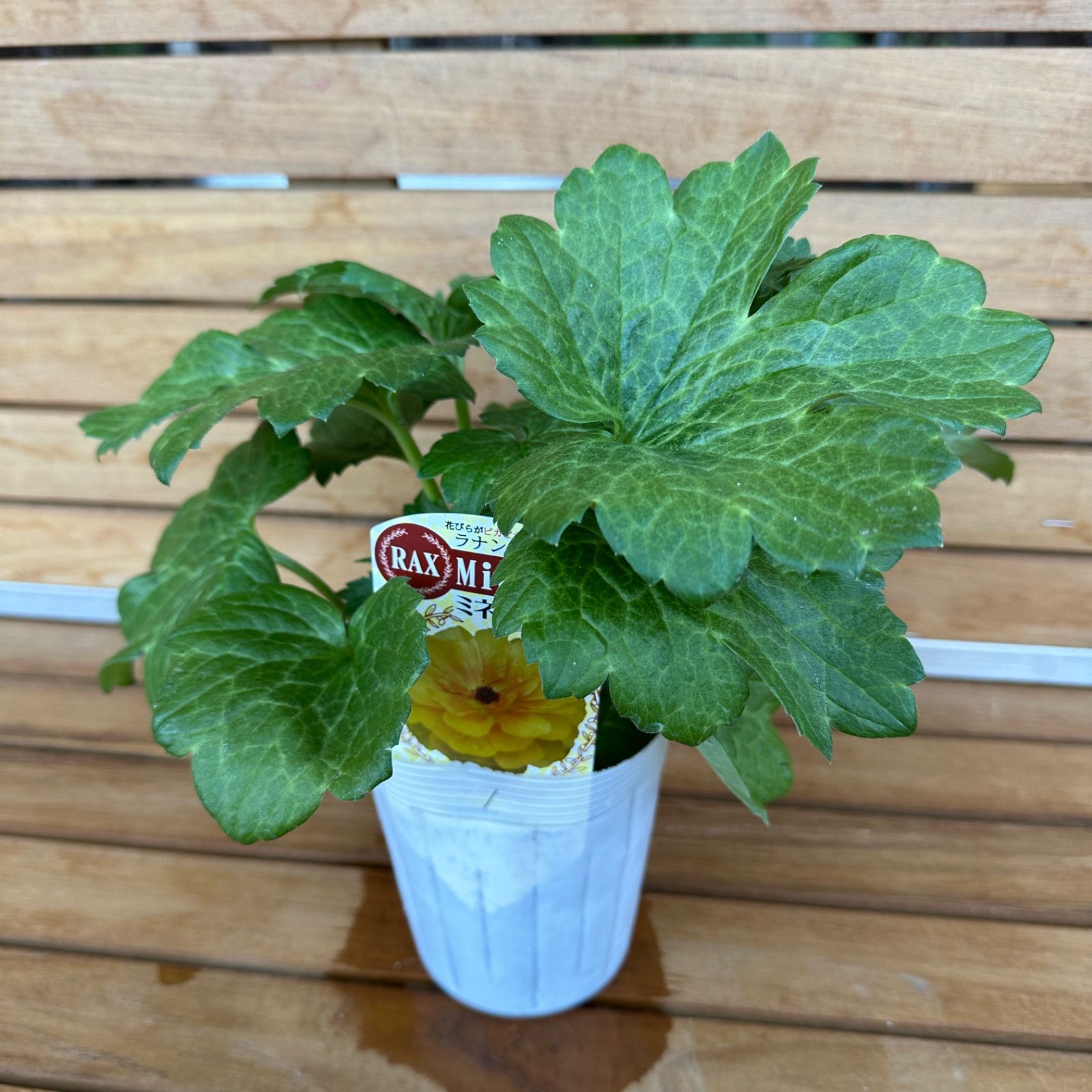 現品】① ミネルバ ラナンキュラス ラックス 3号ポット 花苗 開花前 ①