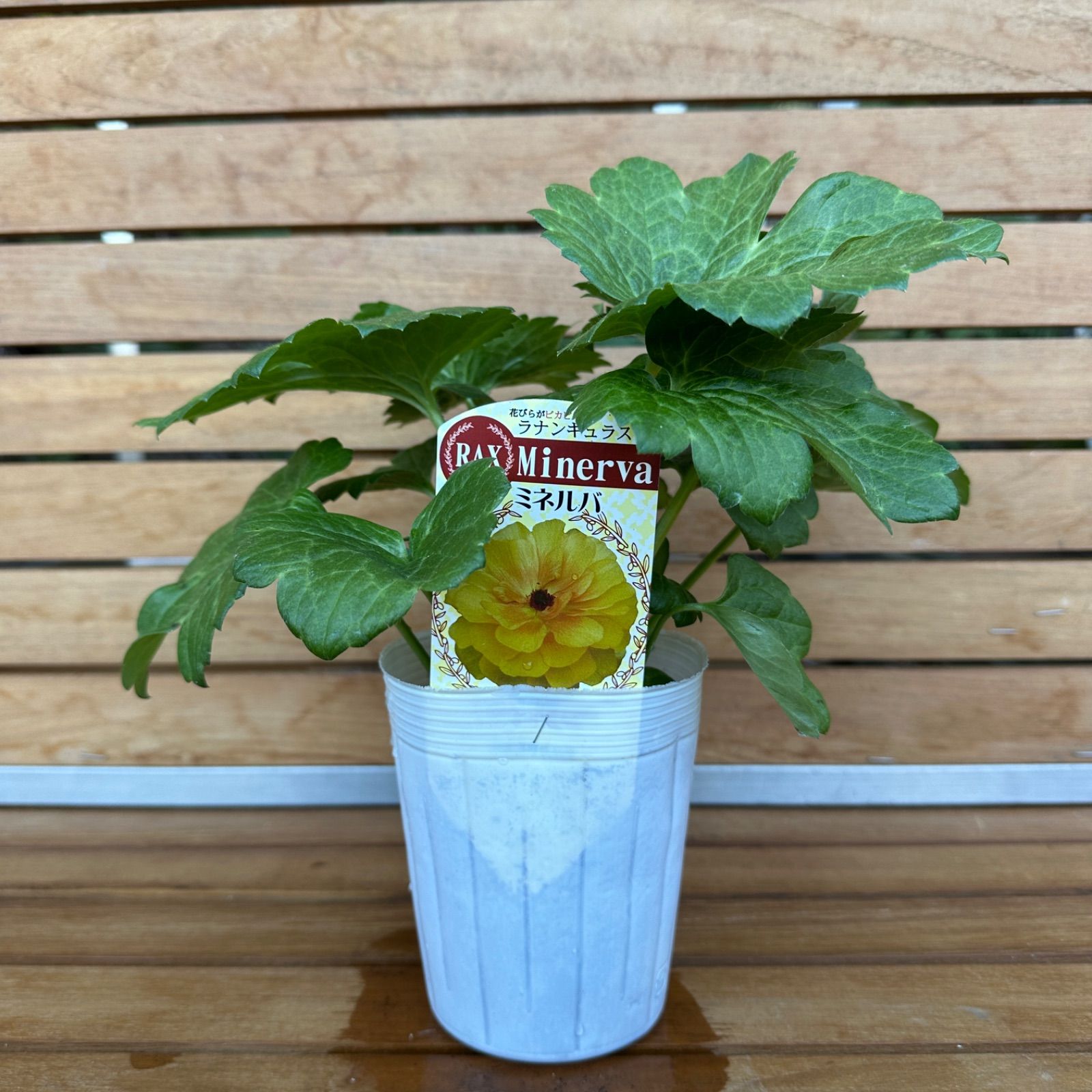 現品】① ミネルバ ラナンキュラス ラックス 3号ポット 花苗 開花前 ①