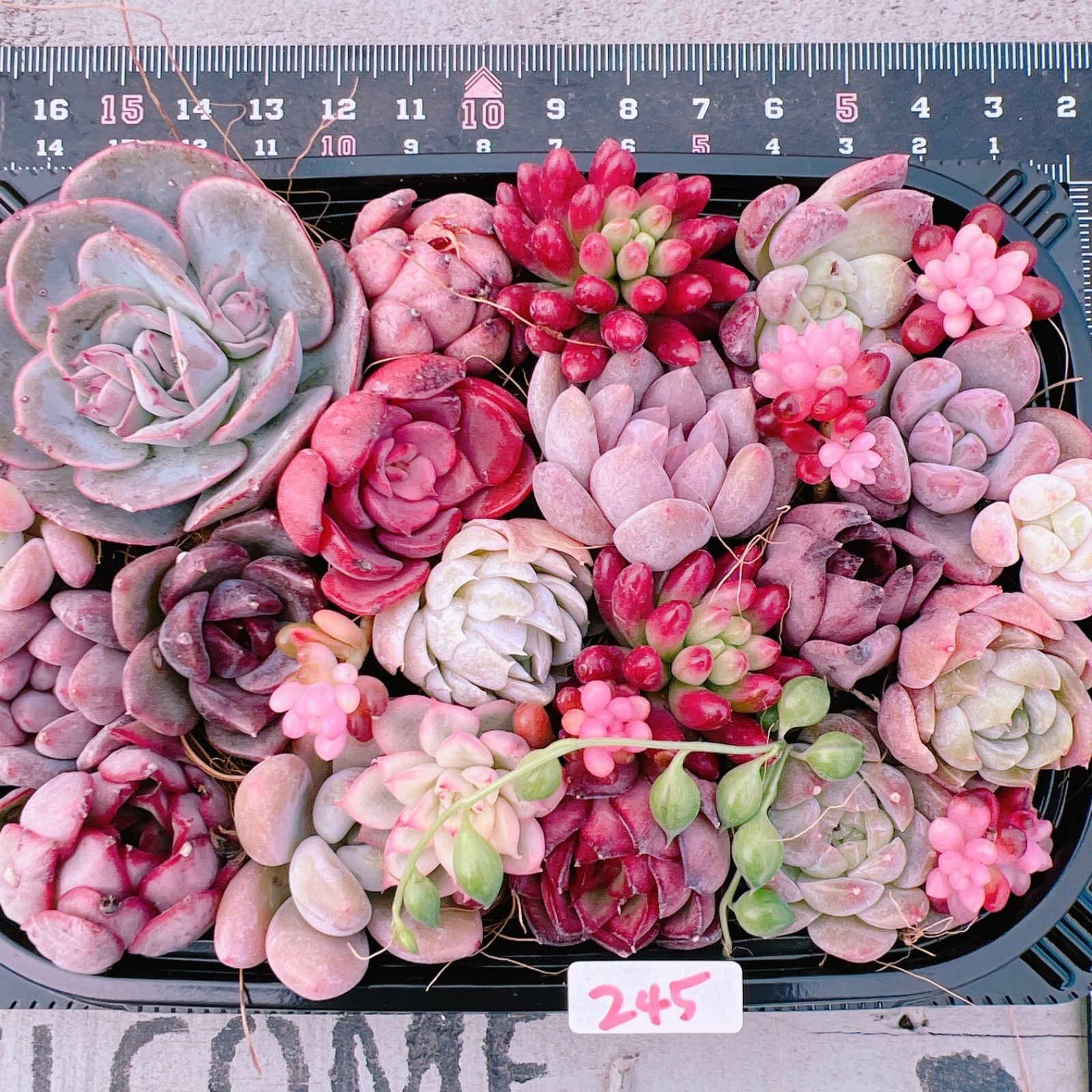 SALE‼️多肉植物 寄せ植えset♡245 - メルカリ