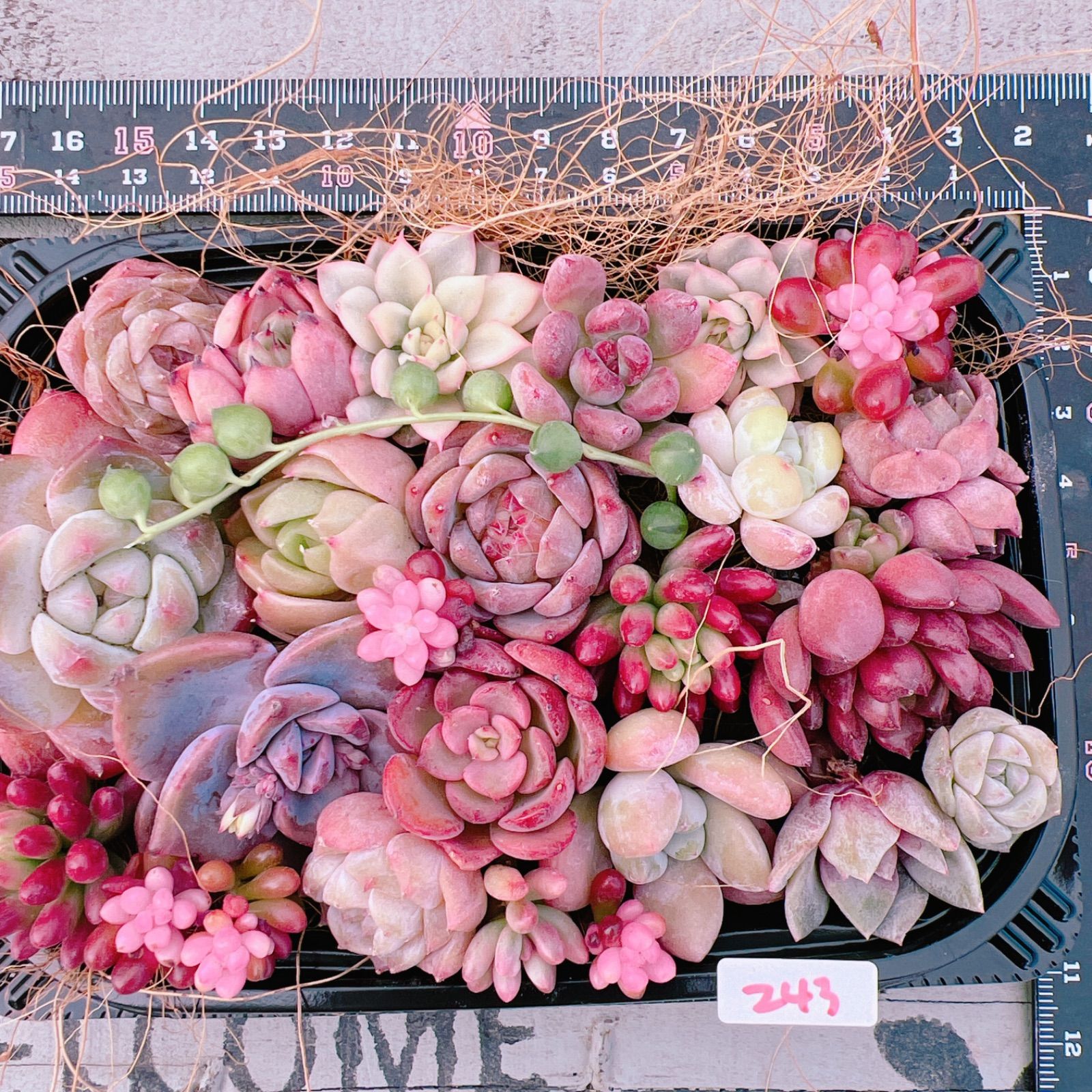 SALE‼️多肉植物 寄せ植えset♡243 - メルカリ