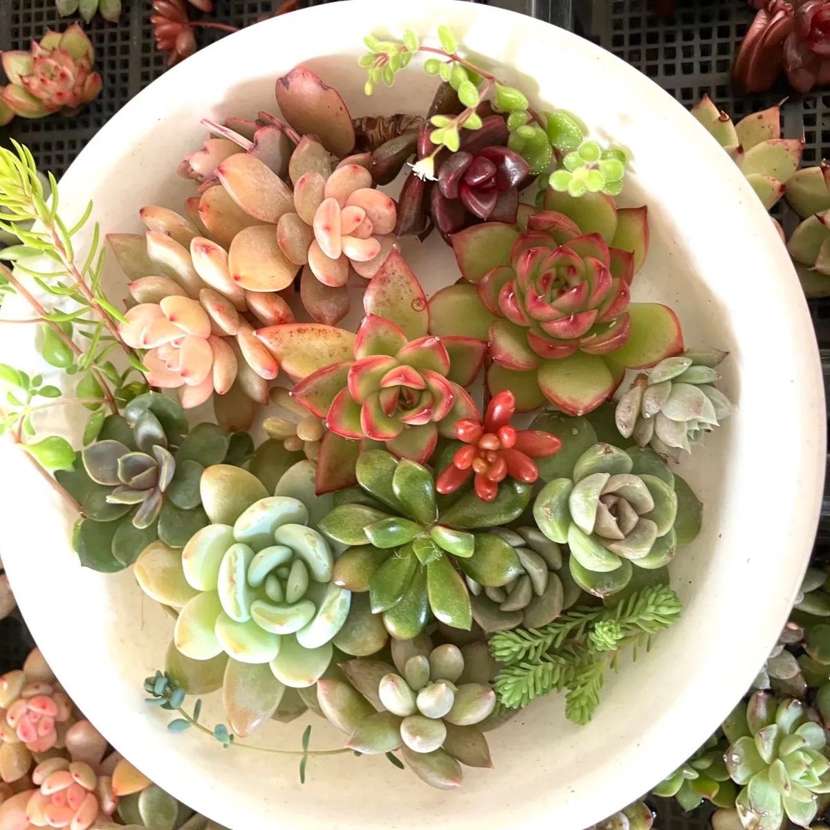 お弁当箱いっぱい⭐︎多肉寄せ植えセット1 多肉弁当 エケベリア