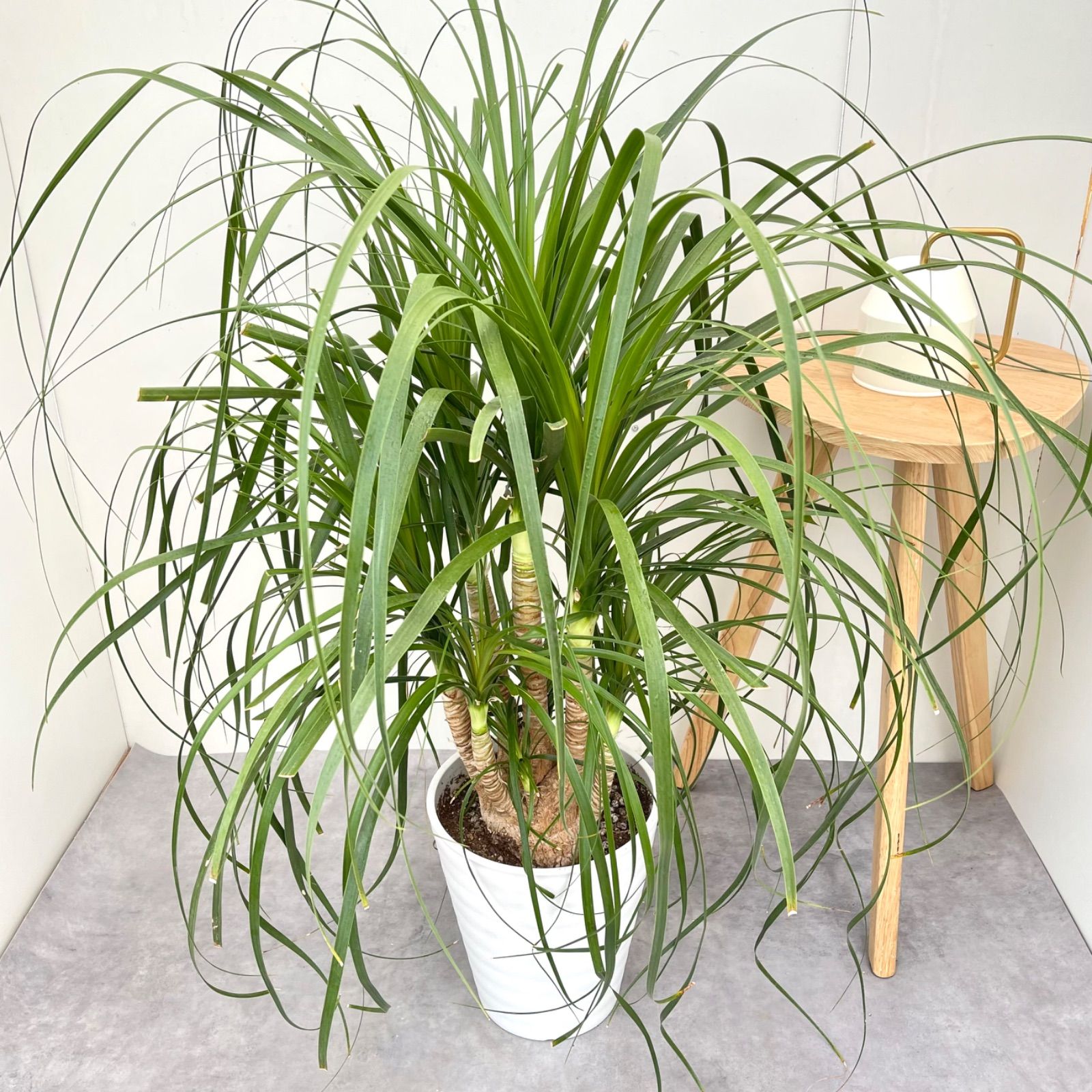 トックリラン ポニーテール ノリナ 5【現品】観葉植物 大型 室内 