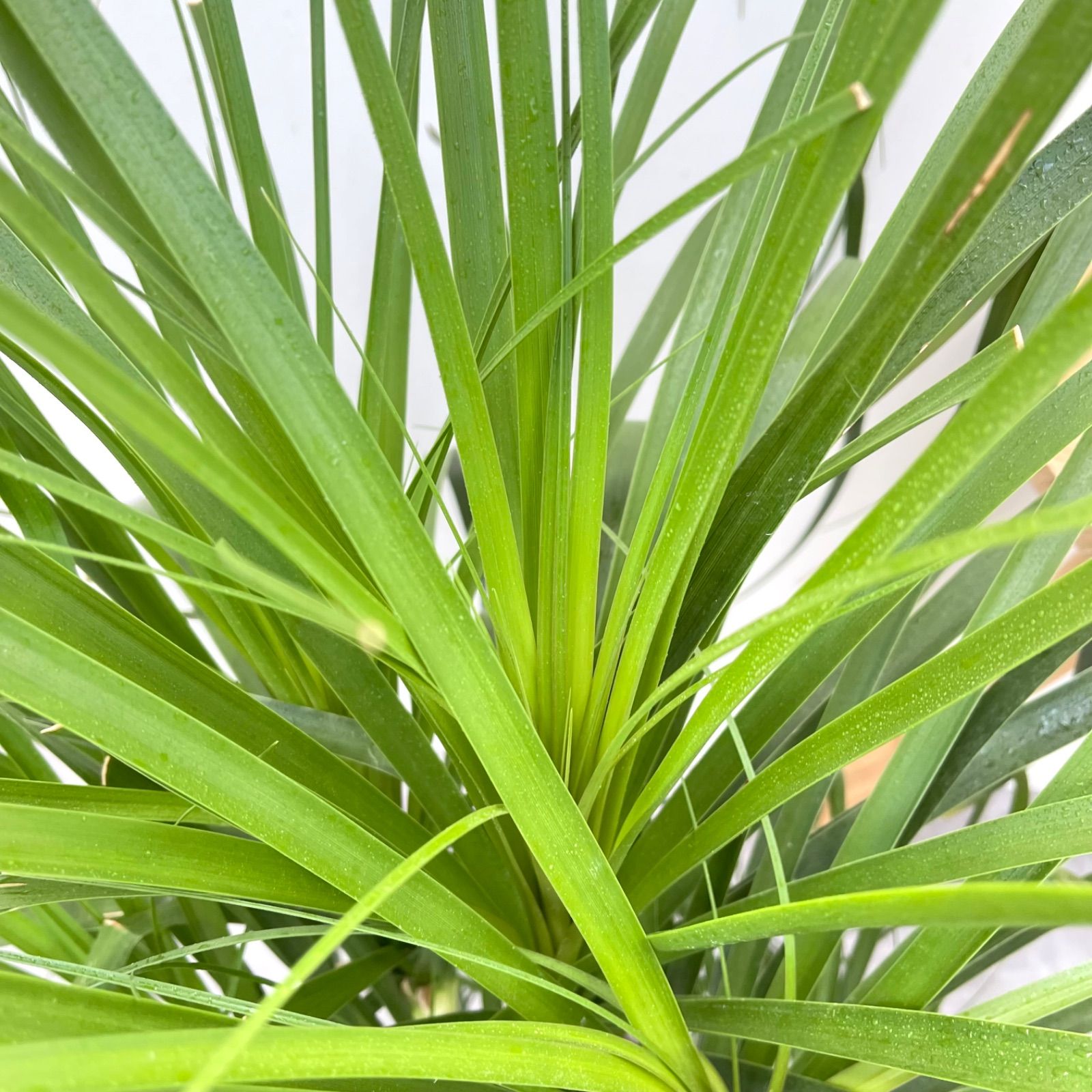 トックリラン ポニーテール ノリナ 5【現品】観葉植物 大型 室内