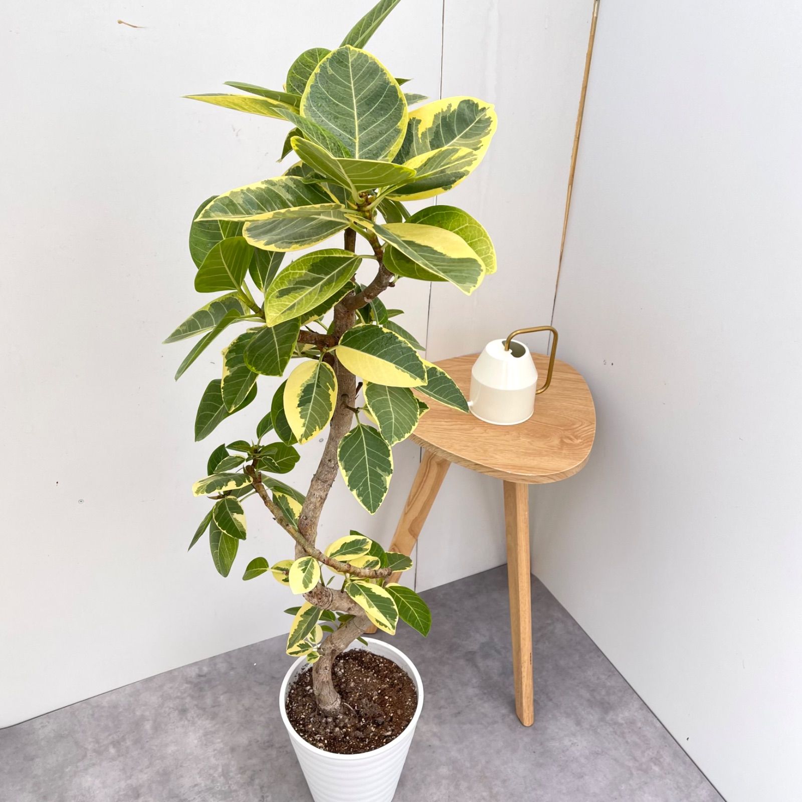 フィカス アルテシマ 曲がり 5【現品】観葉植物 室内 大型 - メルカリ