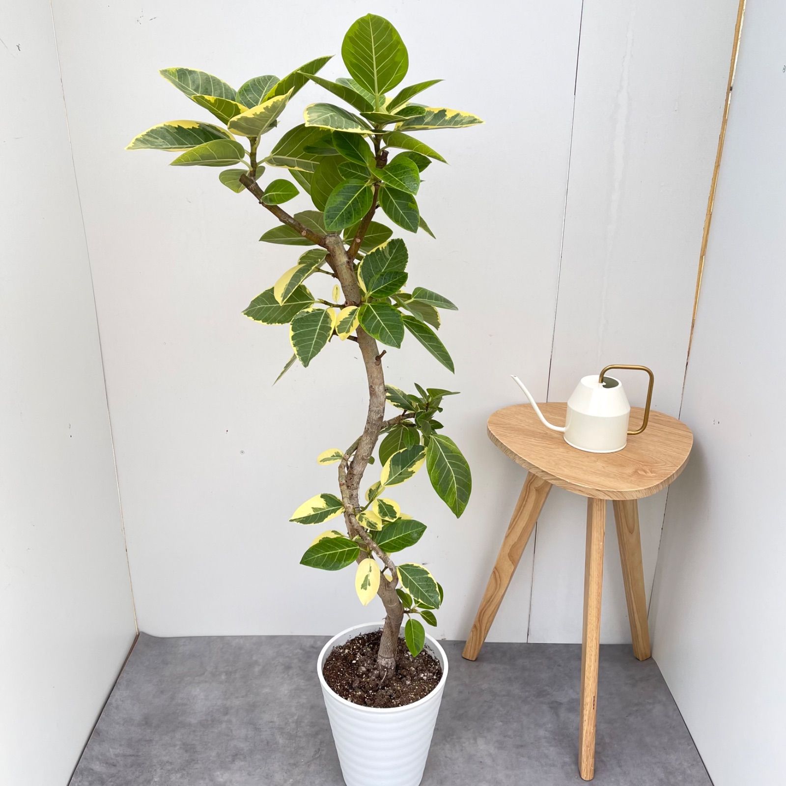 フィカス アルテシマ 曲がり 5【現品】観葉植物 室内 大型 - メルカリ