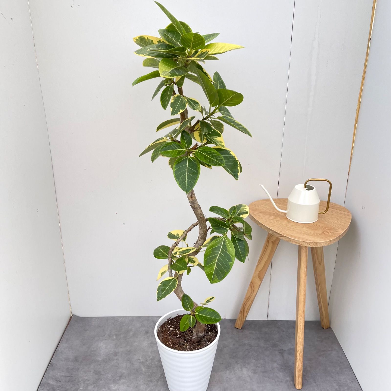 フィカス アルテシマ 曲がり 5【現品】観葉植物 室内 大型 - メルカリ