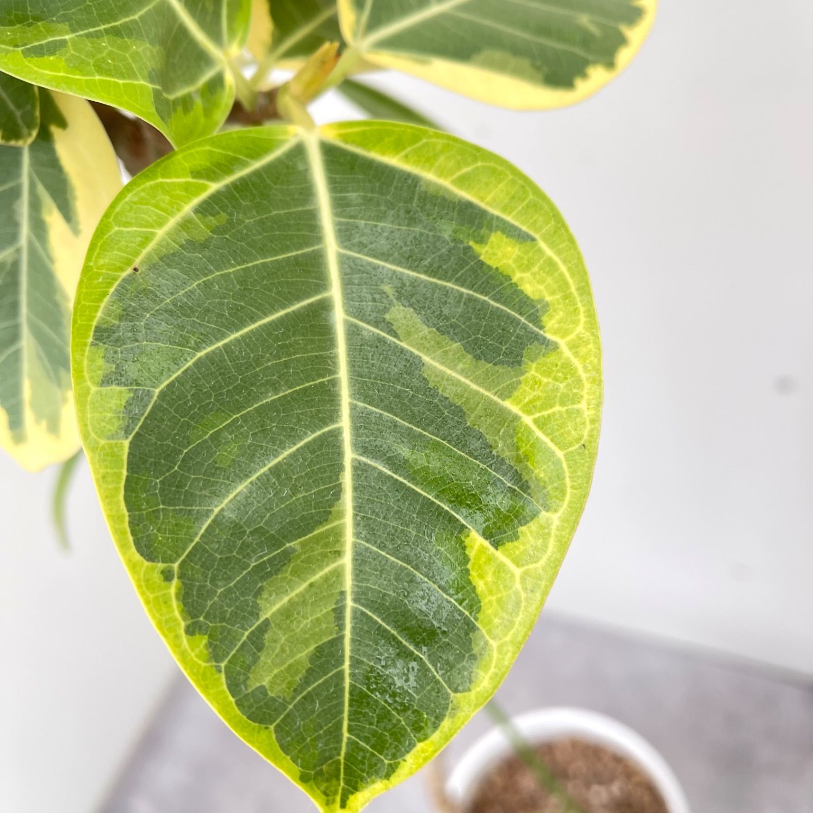 フィカス アルテシマ 曲がり 35【現品】観葉植物 室内 7号 - メルカリ