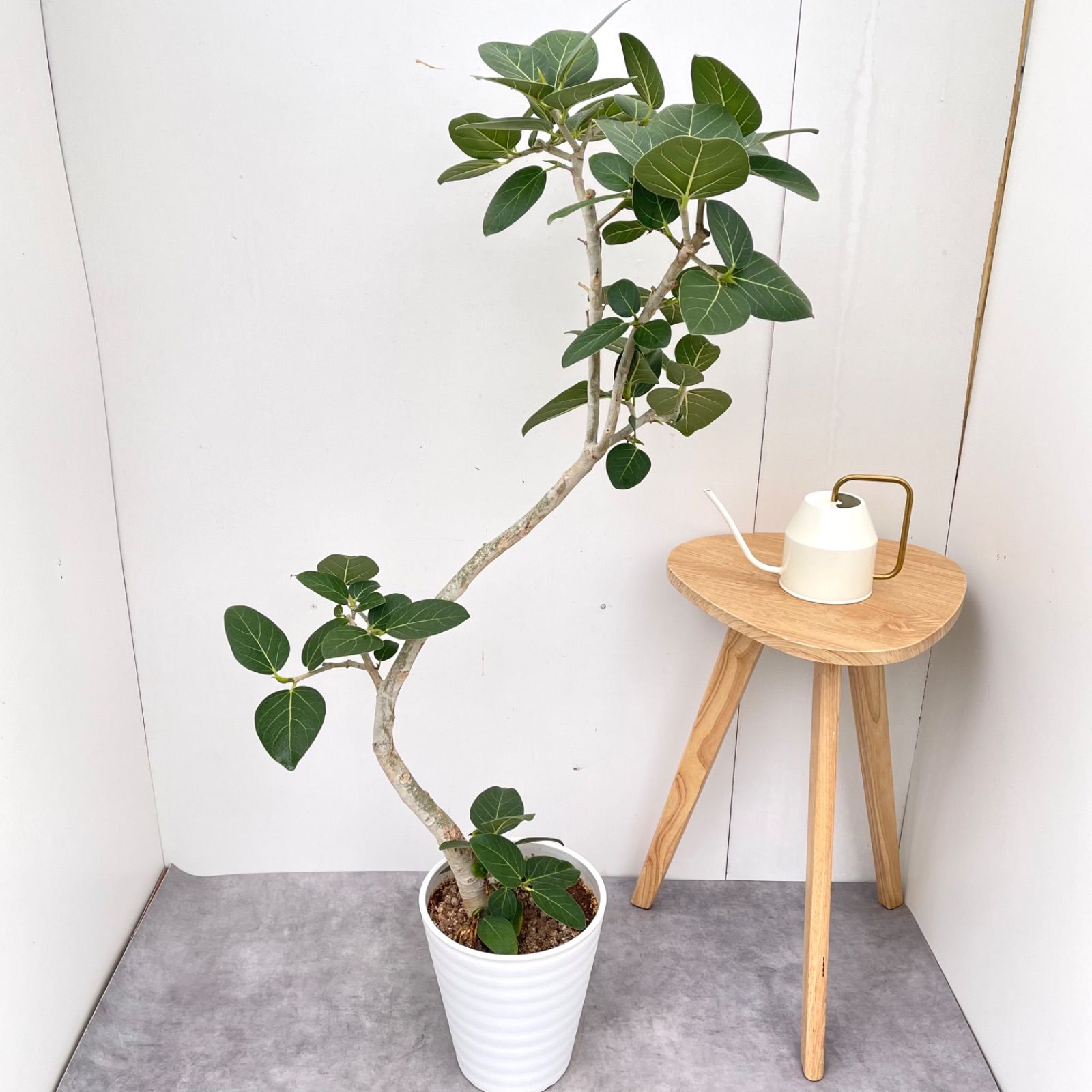 フィカス ベンガレンシス 曲がり 18【現品】観葉植物 大型 室内 - メルカリ