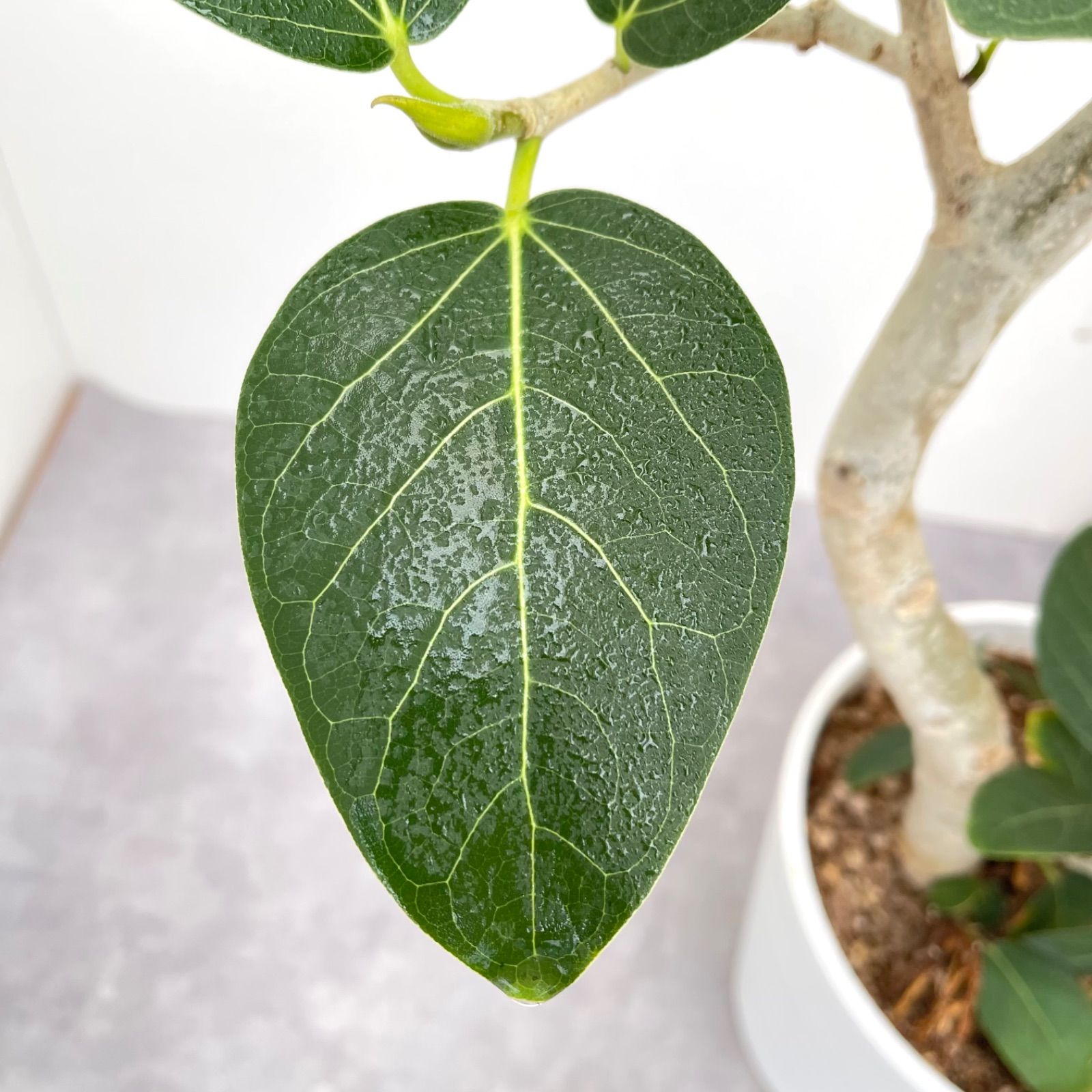 フィカス ベンガレンシス 曲がり 18【現品】観葉植物 大型 室内 - メルカリ