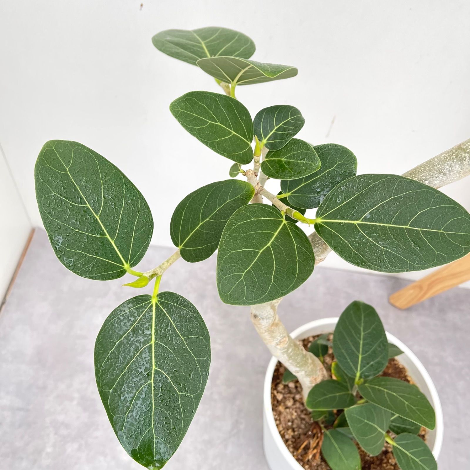 フィカス ベンガレンシス 曲がり 18【現品】観葉植物 大型 室内 - メルカリ