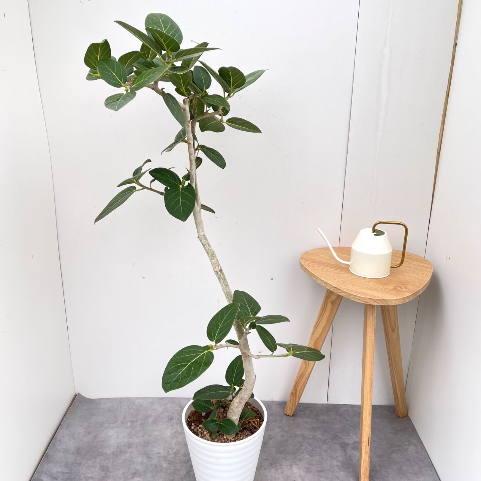 フィカス ベンガレンシス 曲がり 18【現品】観葉植物 大型 室内 - メルカリ