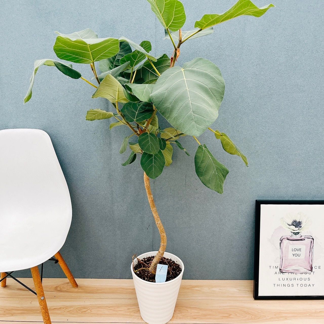 現品］【珍しい】31番 フィカス エベレスト 曲がり 7号 観葉植物 室内