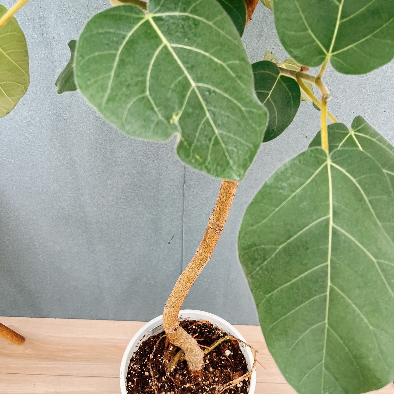 現品］【珍しい】31番 フィカス エベレスト 曲がり 7号 観葉植物 室内