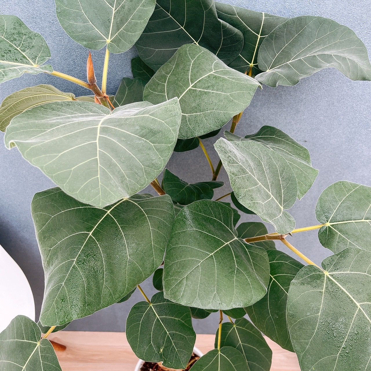 現品］【珍しい】31番 フィカス エベレスト 曲がり 7号 観葉植物 室内