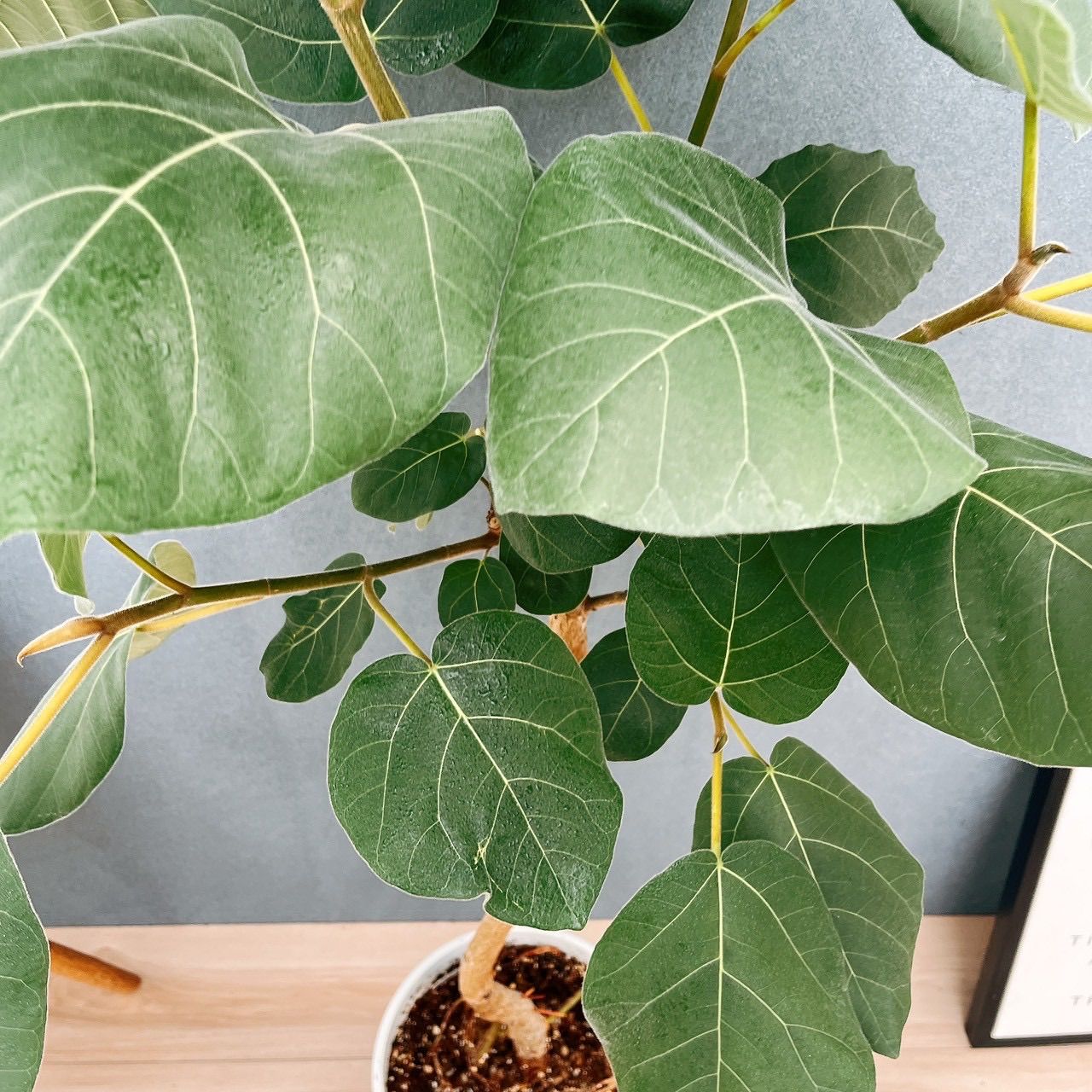 現品］【珍しい】31番 フィカス エベレスト 曲がり 7号 観葉植物 室内