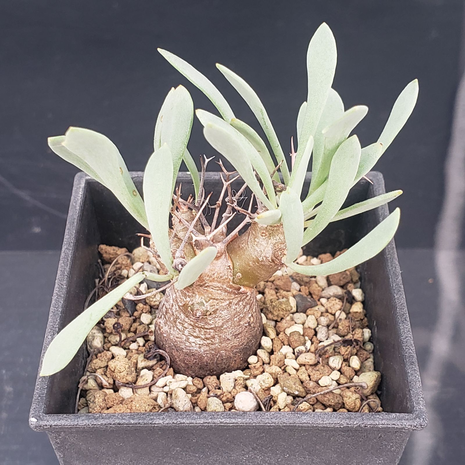 N409【自社養生株】オトンナ ユーフォルビオイデス（発根株・鉢植え