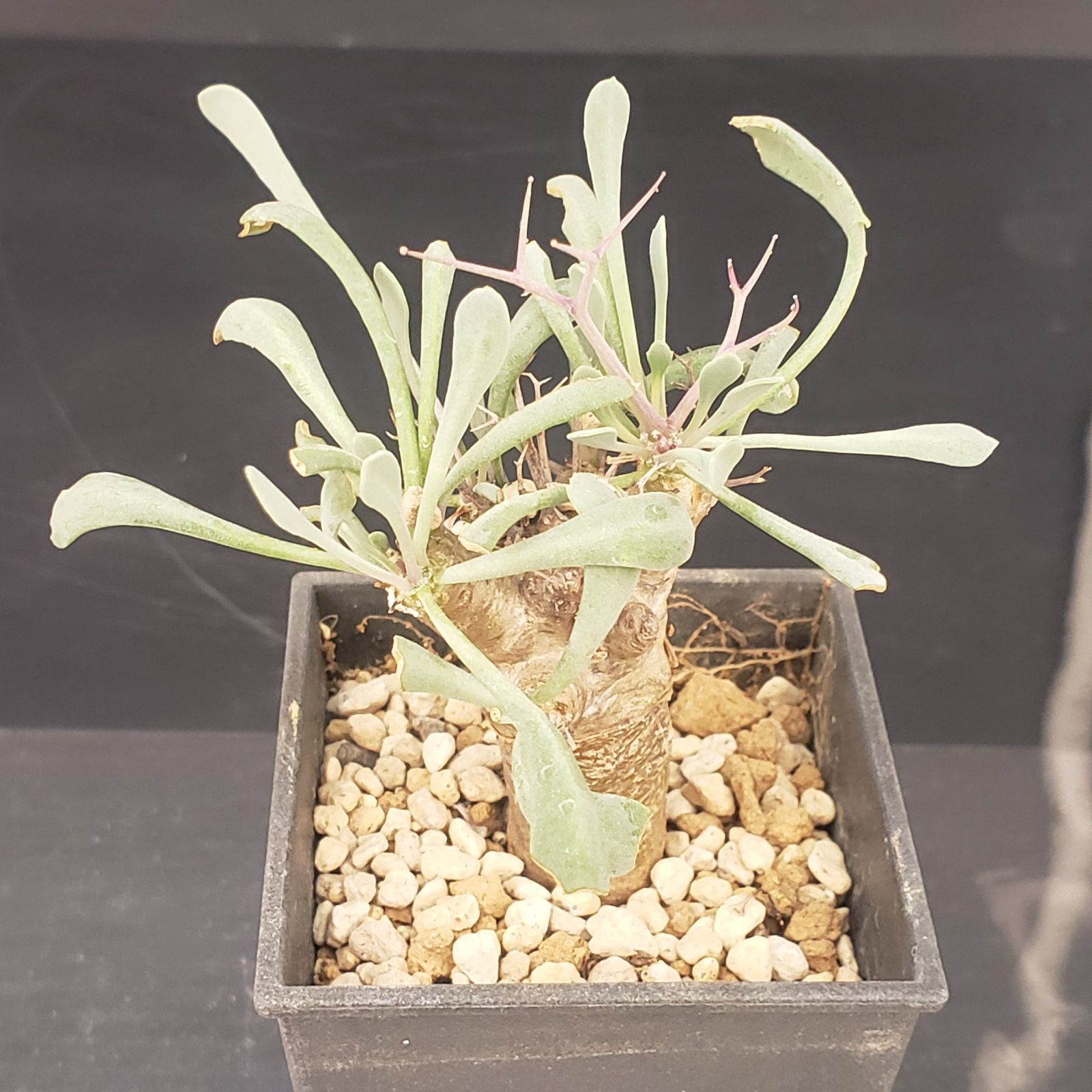 N410【自社養生株】オトンナ ユーフォルビオイデス（発根株・鉢植え