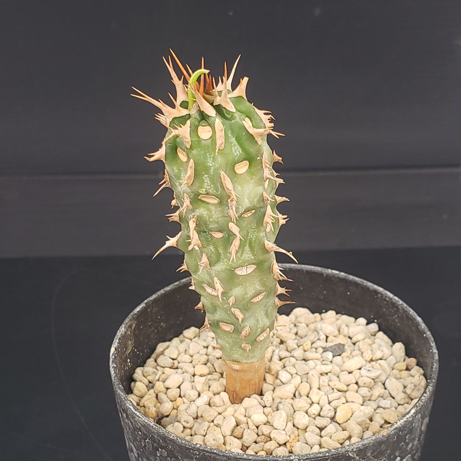 N414【自社養生株】ユーフォルビア ビグエリー（実生・発根株・鉢植え