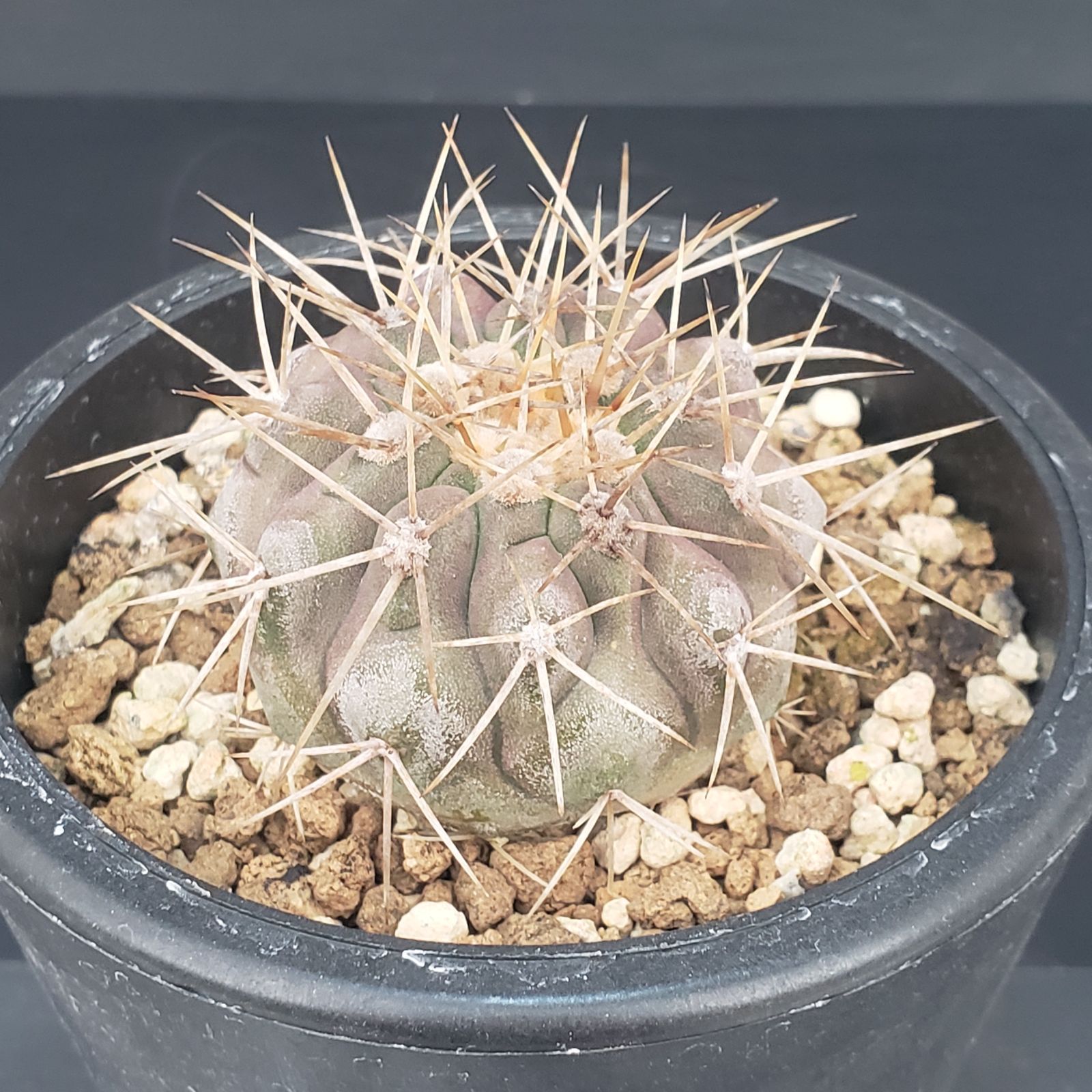 N427【自社養生株】コピアポア ハセルトニアナ（発根株・鉢植え