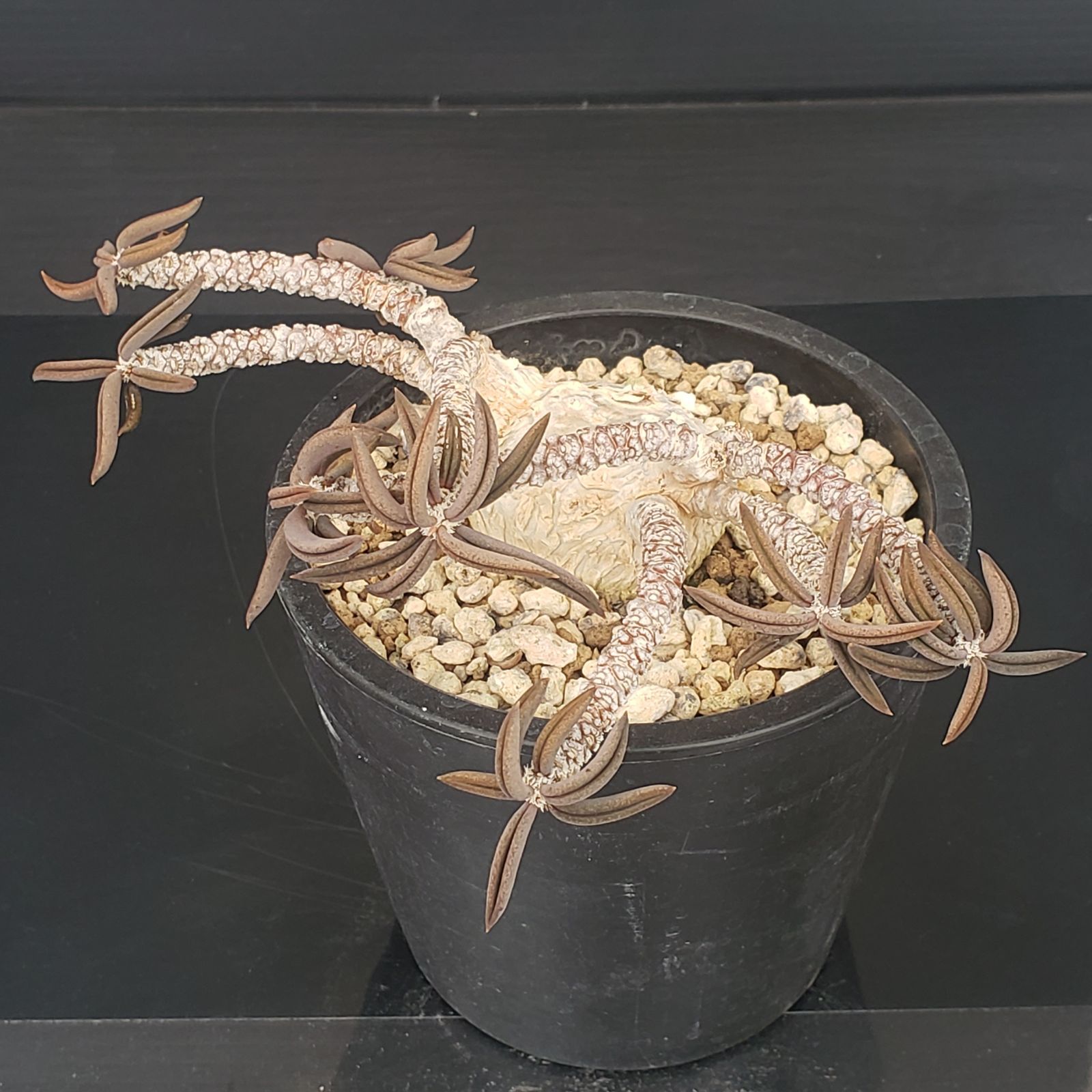 売れ筋 国内実生 長期管理株 ユーフォルビア キリンドリフォリア 陶器