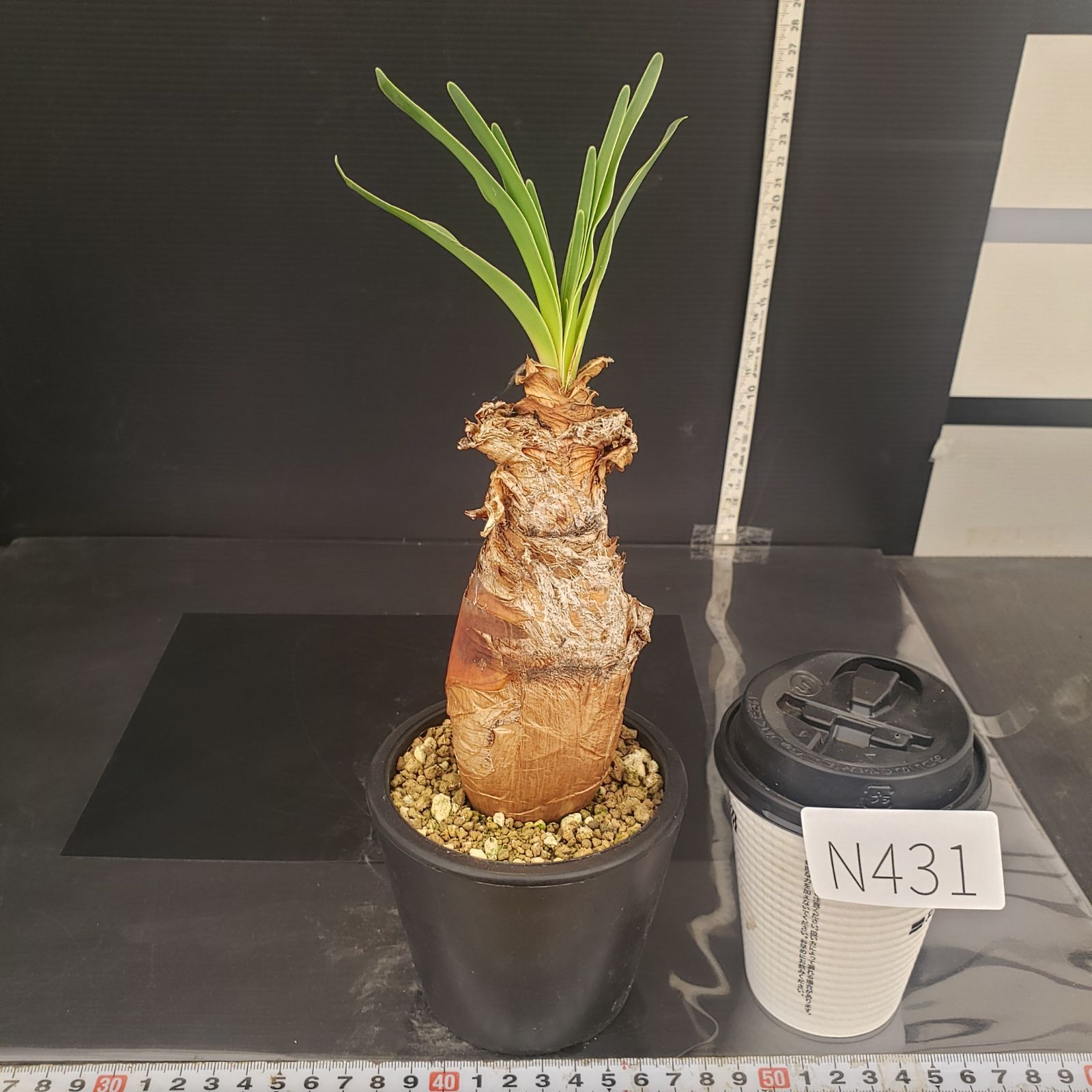 N431【自社養生株】ブーファン ディスティチャ（現地球・発根株