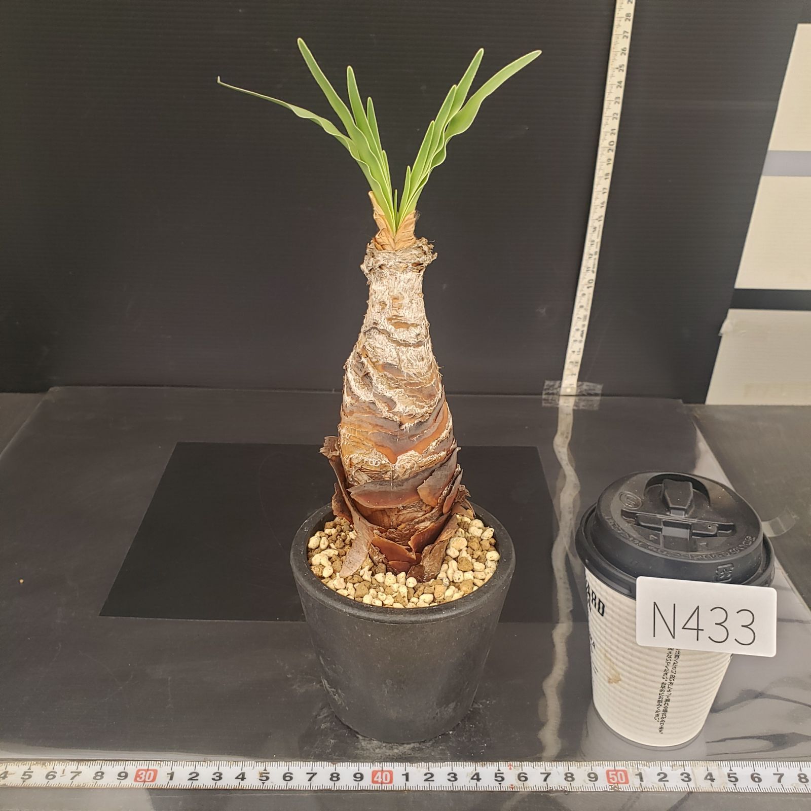 N433【自社養生株】ブーファン ディスティチャ（現地球・発根株