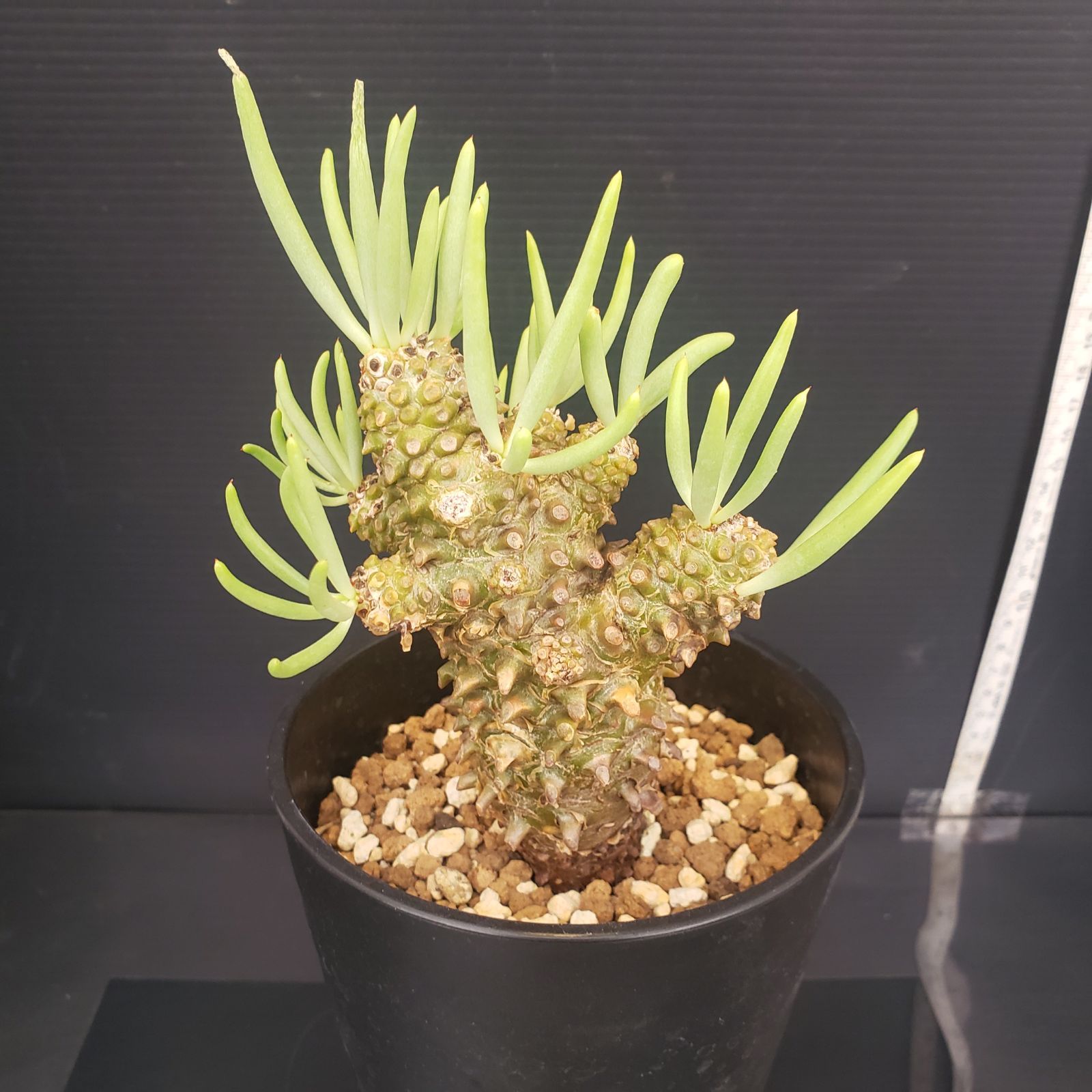 N434【自社養生株】チレコドン ワリチー（現地球・発根株・鉢植え