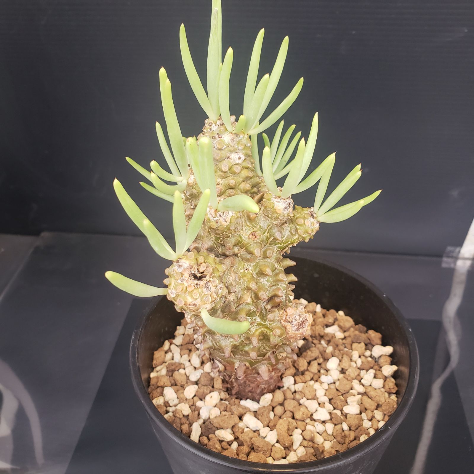 N434【自社養生株】チレコドン ワリチー（現地球・発根株・鉢植え