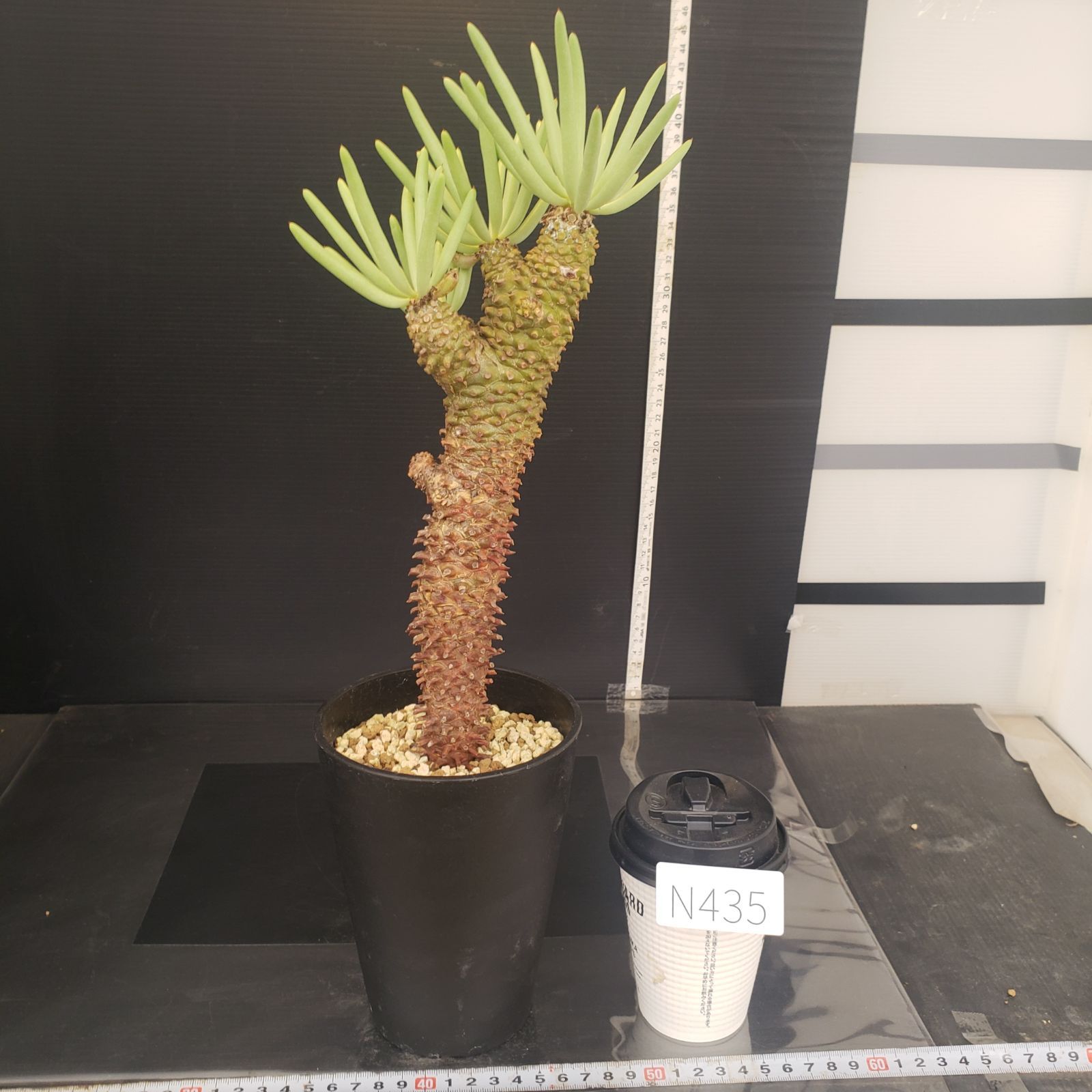 N435【自社養生株】チレコドン ワリチー（現地球・発根株・鉢植え