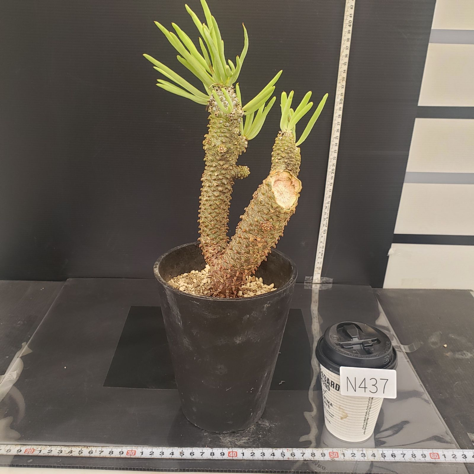 N437【自社養生株】チレコドン ワリチー（現地球・発根株・鉢植え