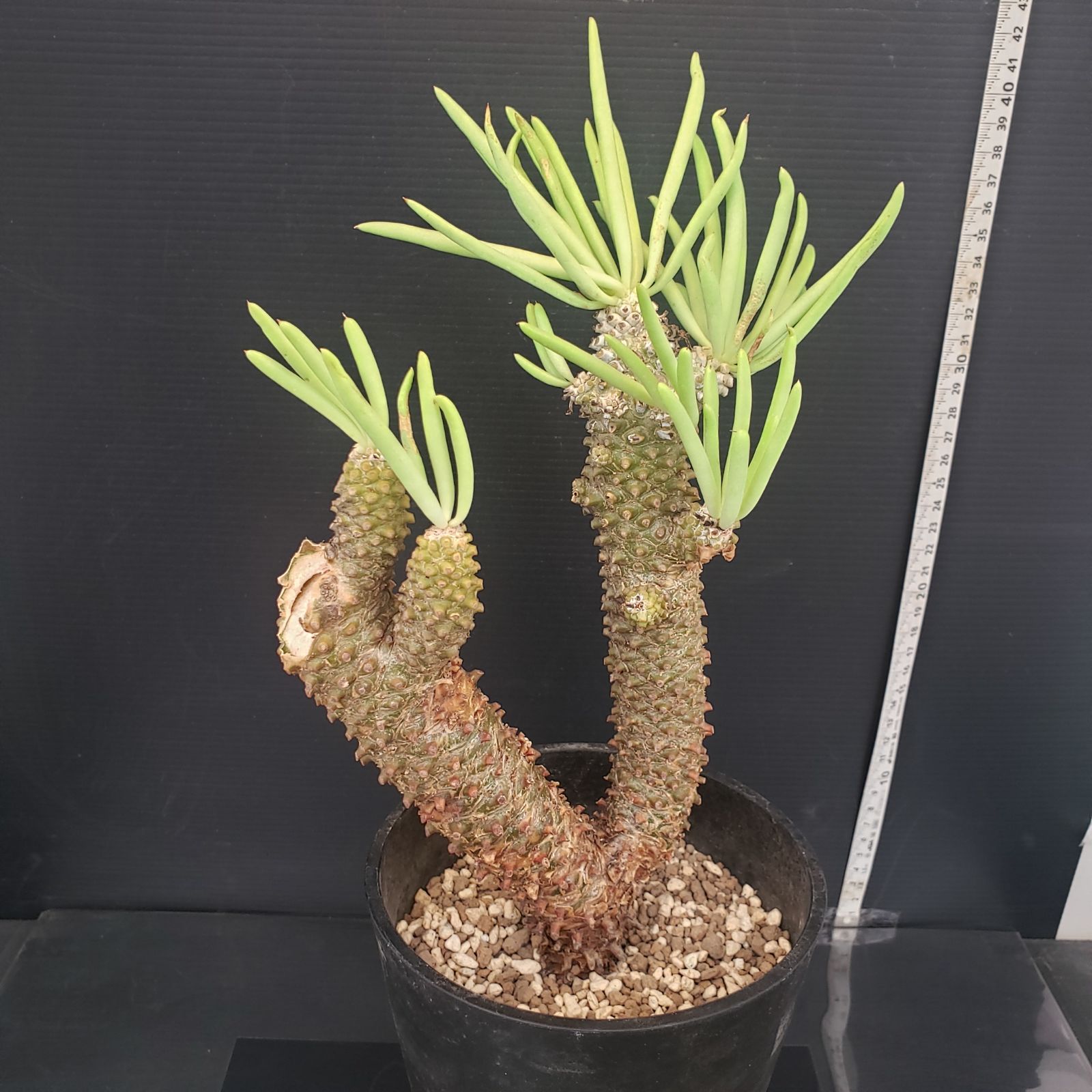 N437【自社養生株】チレコドン ワリチー（現地球・発根株・鉢植え