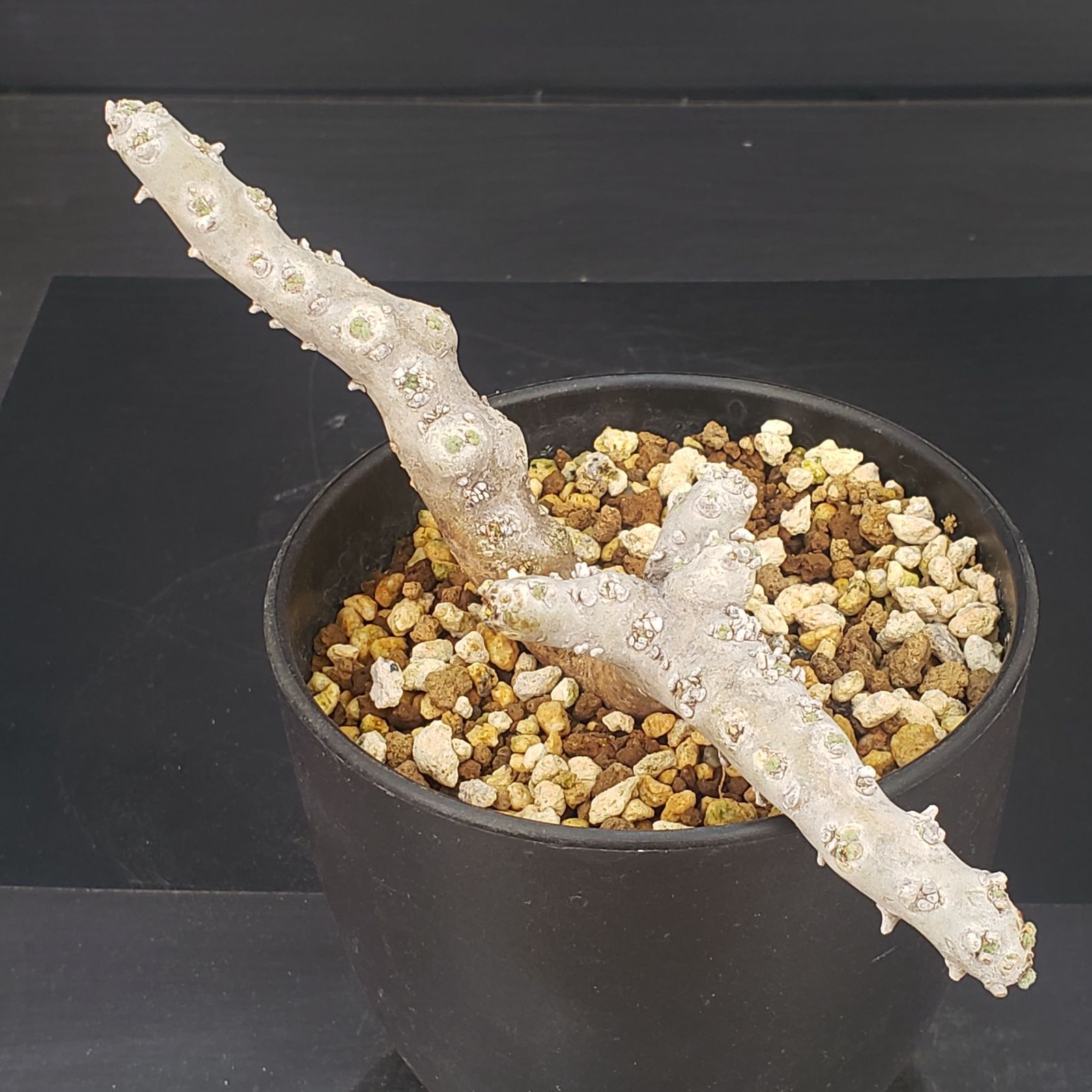 N445【自社養生株】モンソニア ムルチフィダ（現地球・発根未確認株