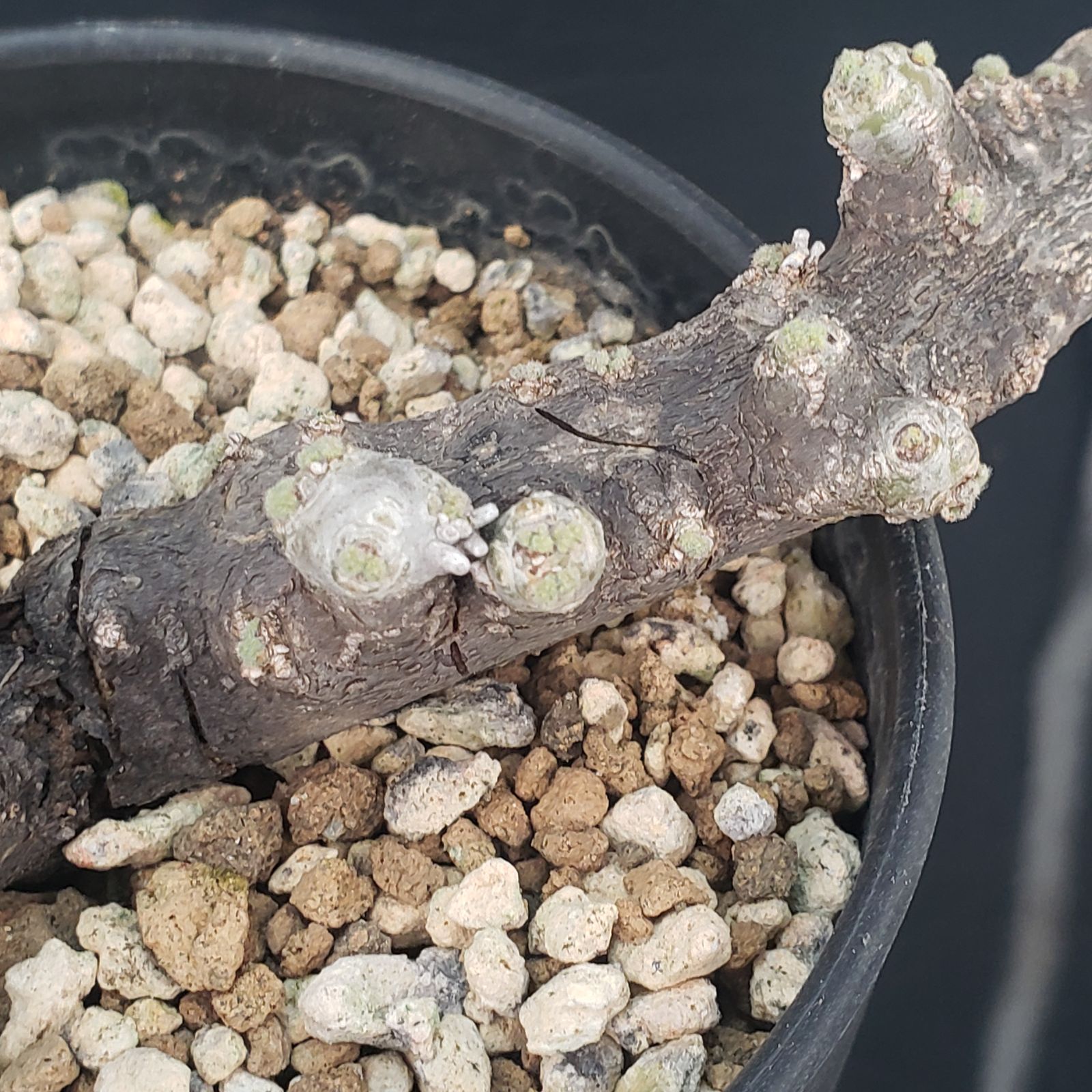 N446【自社養生株】モンソニア ムルチフィダ（現地球・発根未確認株