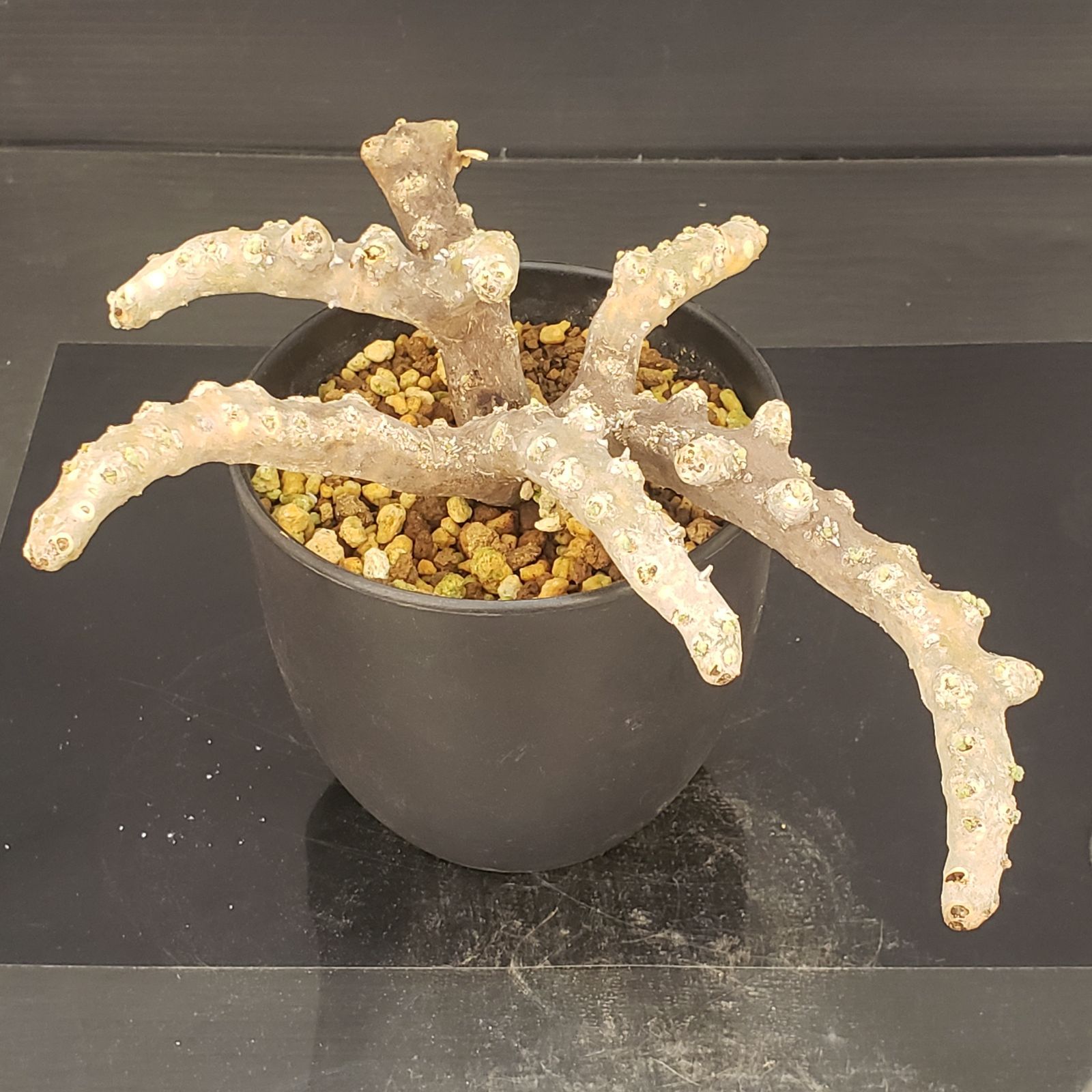 N448【自社養生株】モンソニア ムルチフィダ（現地球・発根未確認株